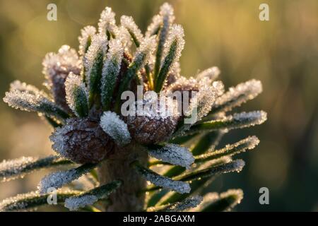 Tip of Caucasian fir branch (Nordmann fir) with small young fir cones, covered with ice crystals, back lit by yellow sunlight of golden hour Stock Photo