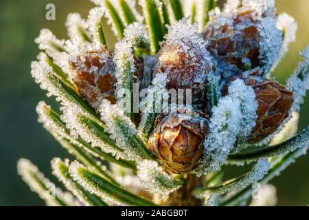 Branch of a Caucasian fir (Nordmann fir) with small young fir cones, covered with ice crystals of hoarfrost at morning. Closeup macro shot, side view Stock Photo