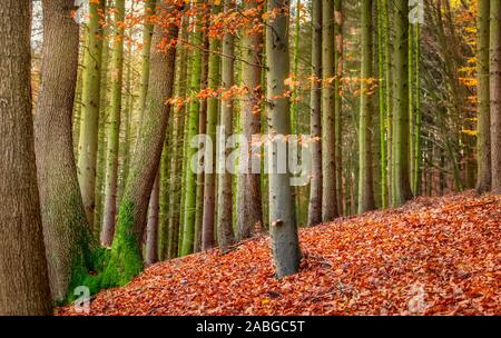 European beech tree with fall colored foliage in a thick mixed forest in autumn, the ground is covered with fallen red leaves, Siebengebirge, Germany Stock Photo