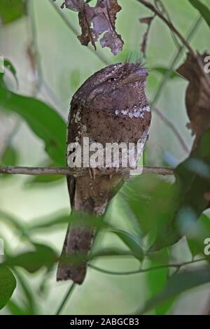 Sri Lanka Frogmouth (Batrachostomus moniliger) Stock Photo