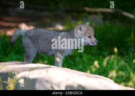 An Arctic Wolf pup standing in the grass behind a rock. Stock Photo