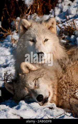 Two Eastern Gray Wolves. One adolescent with it's tongue out showing ...