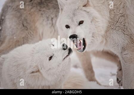 Two Arctic Wolves, one showing dominance by baring it's teeth to another subordinate wolf. Stock Photo