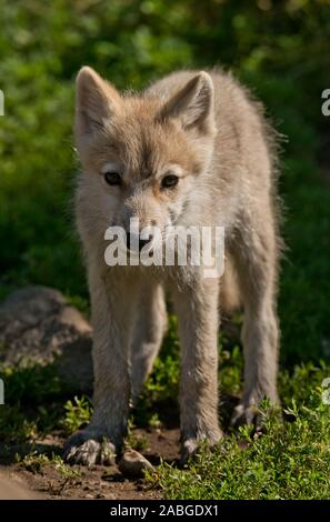 Arctic Wolf Pup Stock Photo