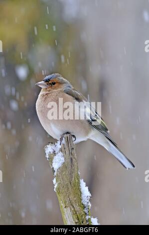 BuchfinkFringila coelebs, auf einem Ast im Schnee sitzend,Februar 2009 Stock Photo