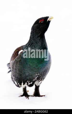 Tiere / Voegel / Auerhahn / Auerhuhn / Western Capercaillie, male, Europe, (Tetrao urugallus), Stock Photo