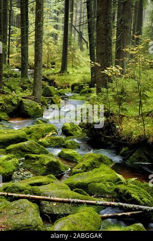 Auwald, Herbstwald, Bayerischer Wald, Germany, Stock Photo