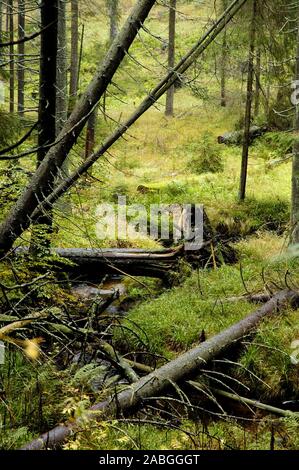 Auwald - Herbstwald - Bayerischer Wald Stock Photo