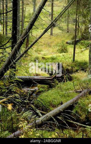 Auwald - Herbstwald - Bayerischer Wald Stock Photo