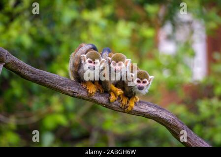 Three common squirrel monkeys sitting on a tree branch Stock Photo