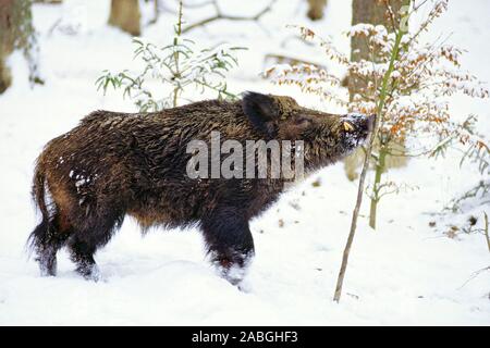 Wildschwein im Winter, (Sus scrofa), Stock Photo