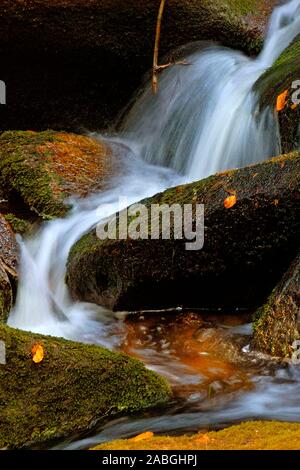 Auwald, Herbstwald, Bayerischer Wald, Bach, Bergbach, Germany, Stock Photo