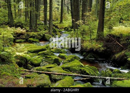 Auwald, Herbstwald, Bayerischer Wald, Bach, Bergbach, Germany, Stock Photo