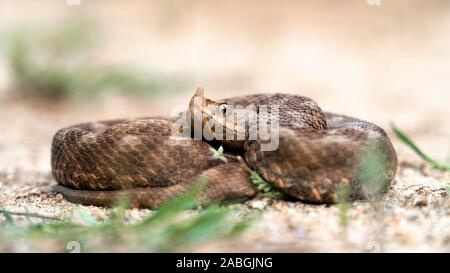 Horned viper (Vipera ammodytes) female, coiled on sandy ground in Kresna gorge, Bulgaria Stock Photo