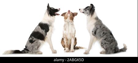Three border collies isolated on white background Stock Photo