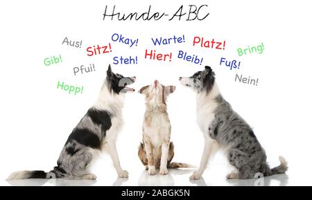 Three border collies isolated on white background Stock Photo