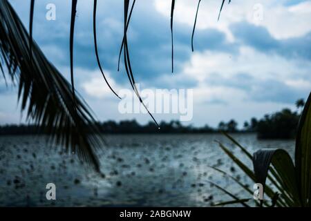 water drop falling from palm tree leaves as a symbol of monsoon season floods in india with cloudy sky and flooded landscape Stock Photo