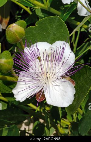 Capparis spinosa (caper bush) is native to Southern Eurasia and Australia and classed as a draught resistant or xerophytic shrub. Stock Photo