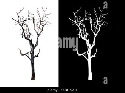 isolated death tree on white background and alpha channel Stock Photo