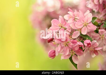 Close up pink Asian wild crabapple tree blossom with leaves over green background with copy space, low angle view Stock Photo