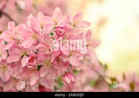 Close up pink Asian wild crabapple tree blossom with leaves over green background with copy space, low angle view Stock Photo