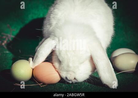 Real easter bunny delivering the easter eggs Stock Photo