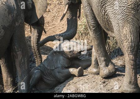 closeup baby African elephant lying in mud and slipping down a slippery bank between two adult elephants in Kruger, South Africa at a waterhole Stock Photo