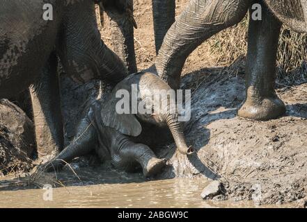 baby African elephant lying or sitting in muddy water, covered in mud and being pushed by two adult elephants at a waterhole in Kruger, South Africa Stock Photo