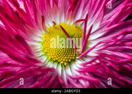 Red English daisy flower Stock Photo