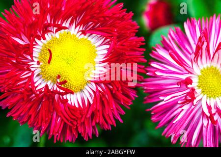 Red English daisy flowers Stock Photo