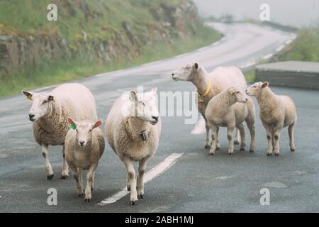 Norway. Escaped Domestic Sheep And Lamb Walking In Hilly Norwegian Road. Misty Spring Day. Sheep Farming. Stock Photo