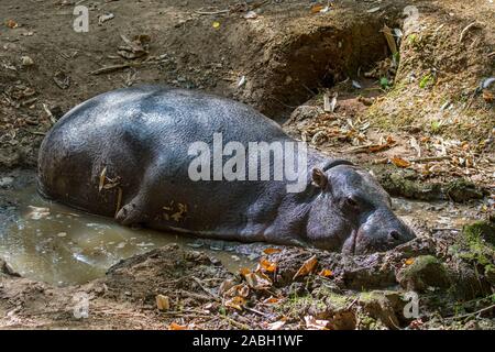 Pygmy hippopotamus (Choeropsis liberiensis / Hexaprotodon liberiensis) resting in mud hole / quagmire, hippo native to swamps of West Africa