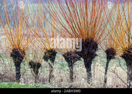 Basket willow tree, osier willow, Salix viminalis in a row, willow branches Stock Photo