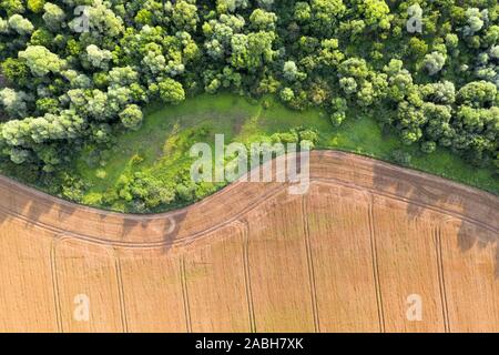 Aerial photo flying over yellow grain wheat field, ready for harvest, bordering green forest. Agricultural landscape Stock Photo