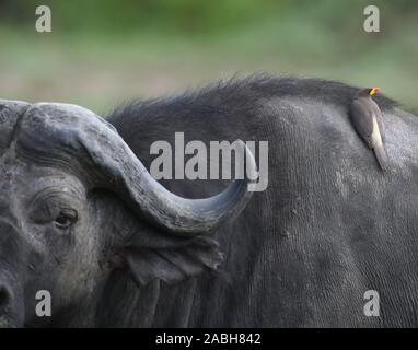 A yellow-billed oxpecker (Buphagus africanus) on the back of a Cape buffalo (Syncerus caffer). Serengeti National Park, Tanzania.