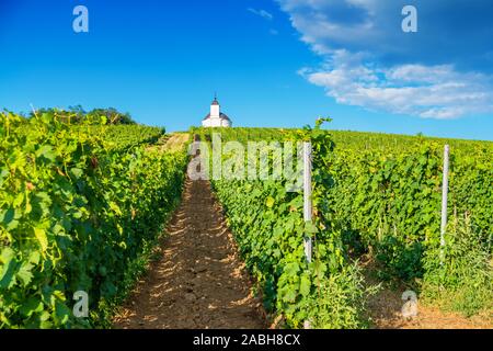 Vineyard in the historic Tokaj wine region of Hungary, a Unesco World Heritage Site. Stock Photo