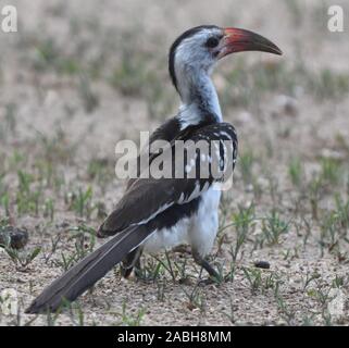 A female red-billed hornbill (Tockus erythrorhynchus) sweeps apart an ant nest with her bill so she can eat the ants and their lavae. Tarangire Nation Stock Photo