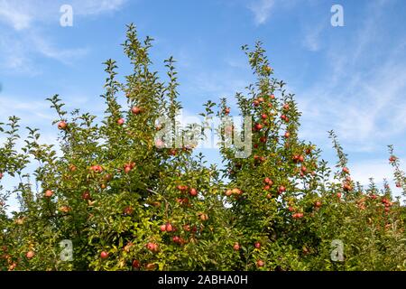 Bright red ripe apples on an apple tree ready to be picked in Pennsylvania, USA Stock Photo