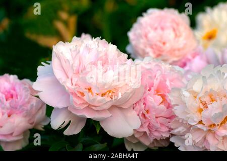 Paeonia Pillow Talk. Double pink peony flower. Paeonia lactiflora (Chinese peony or common garden peony). Beautiful pink peonies.