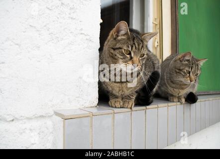Two fluffy striped cats on the window - outside. Stock Photo