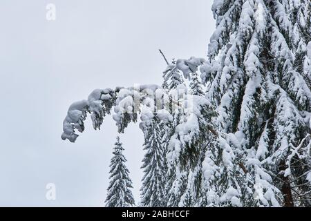 Fir trees covered with snow and the sky Stock Photo