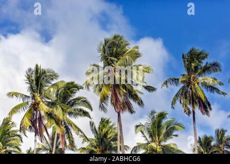 Several coconut palm trees, coconuts can be seen up in the trees, blue sky with some clouds as a background. Stock Photo