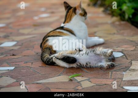 Calico tortoiseshell kitten feeding and being groomed by mother cat Stock Photo