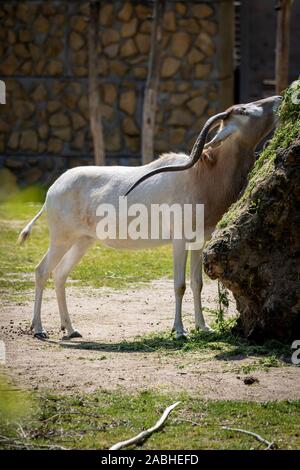 A portrait of an addax or screwhorn antelope trying to reach some food on a rock covered in moss. It is known for its long horns which are twisted. Stock Photo