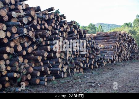 A pile of cut logs in a forest Stock Photo