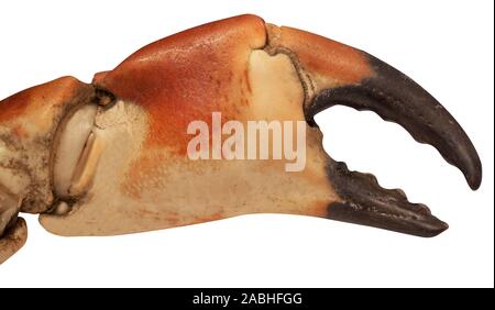 Cooked boiled crab claw isolated on white background. Close up image. Stock Photo