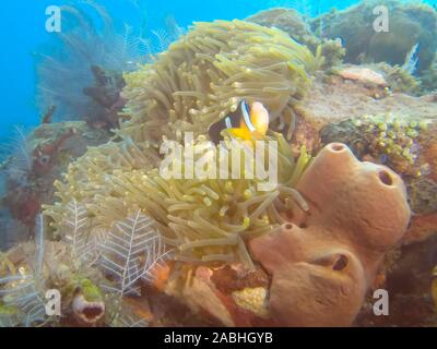 clarks clownfish in its host anemone at the liberty shipwreck in tulamben, bali Stock Photo