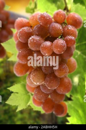 Pale ripe grapes hanging in a bunch Stock Photo