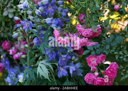 A fragment of the garden after the rain. Pink rose and blue delphinium in raindrops. The sun is shining in the background. Stock Photo