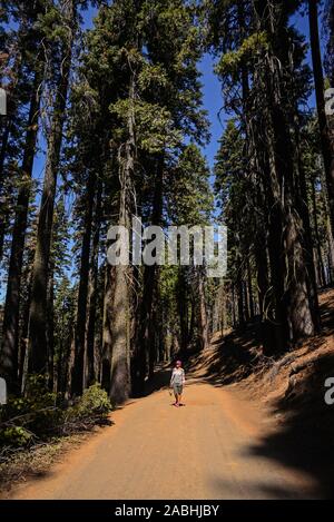 Woman walking Tuolumne Grove Trailhead of Giant Sequoias, Yosemite National Park, California, United States Stock Photo
